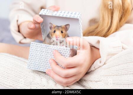 Un criceto dorato carino e soffice guarda fuori da un regalo scatola nelle mani di una ragazza in casa a maglia vestiti e guarda la macchina fotografica Foto Stock