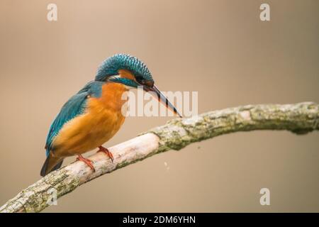 Il Kingfisher comune (Alcedo atthis) siede sull'albero Foto Stock