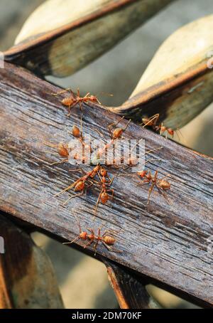 Le formiche rosse (formica di fuoco, geminato di Solenopsis) che si aiutano a vicenda trasportano un grano di riso. Foto Stock