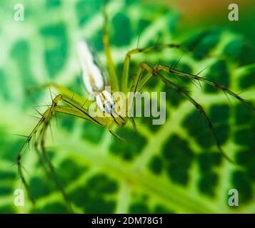 Ragno seduto sulla foglia con sfondo verde. Closeup ragno con sfondo verde per la carta da parati. Foto Stock