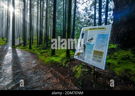 Wildlife Trees, cartello informativo, Golden Ears Provincial Park, Maple Ridge, British Columbia, Canada Foto Stock