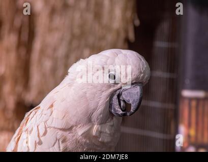 Primo piano ritratto di un cockatoo, testa cocchiata, guardando la fotocamera con la bocca aperta Foto Stock