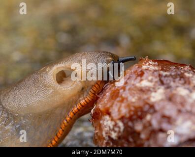 Primo piano di un grande slug. Lo slug sta mangiando frutta caduta a vento che è stata lasciata a marcire nel giardino. Foto Stock