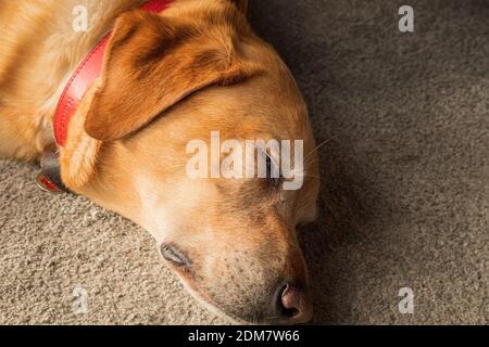 Ritratto di un cane Labrador dorato dell'animale domestico che dormiva Foto Stock