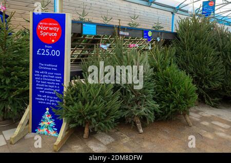 British cresciuto Norvegia Abete alberi in vendita in un giardino Centro di Natale a prezzo da £25 per albero Foto Stock