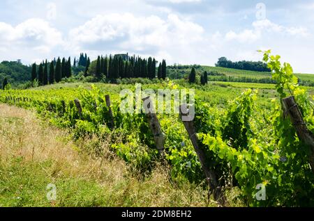 Vigneti attorno a Monteriggioni piccolo colle medievale città della Toscana, Italia Foto Stock
