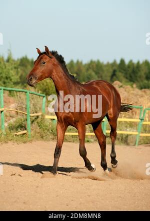 cavallo che cammina Foto Stock