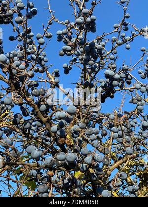 Prugnole Blue mature Foto Stock