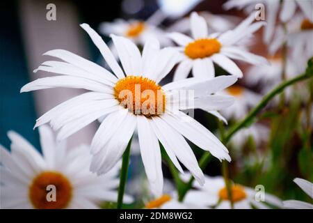fiori di camomilla bianchi nel giardino Foto Stock