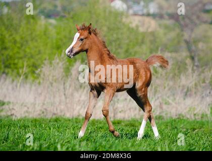 foal camminare in campo Foto Stock