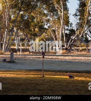 Galahs (Cacatua rosiecapilla) appollaiato su un irrigatore d'acqua sperando per una bevanda, Tilmouth well Roadhouse, Tanami Road, NT. Foto Stock