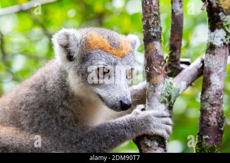 Il lemure corona su un albero nella foresta pluviale del Madagascar Foto Stock