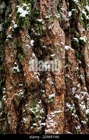 Colpo astratto di corteccia di albero coperta di neve e muschio in foresta Foto Stock