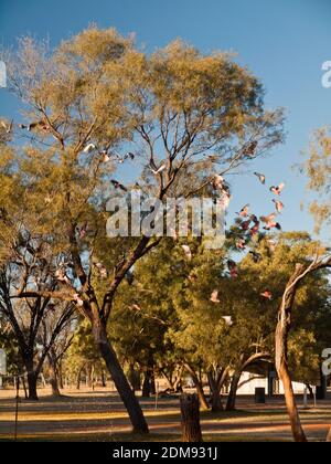 Gregge di galahs (Cacatua rosiecapilla) in eucalipto alberi in campeggio, Tilmouth well, territorio del Nord Foto Stock