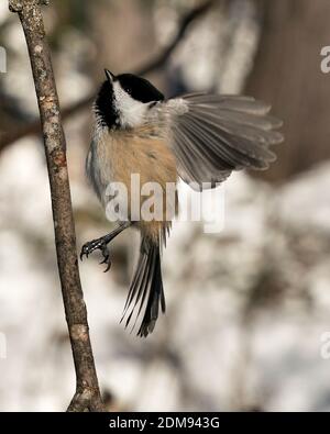 Chickadee primo piano vista profilo atterraggio su un ramo di albero con ali allargate e con uno sfondo sfocato nel suo habitat, con piumaggio grigio piuma. Foto Stock