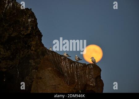 Gregge di gabbiani selvatici seduti sulla scogliera contro il cielo di tramonto a Reykjanes, Islanda Foto Stock