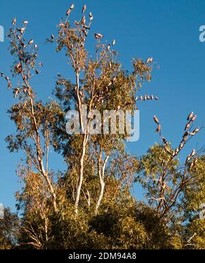 Gregge di galahs (Cacatua rosiecapilla) in eucalipto alberi in campeggio, Tilmouth well, territorio del Nord Foto Stock