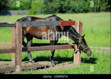 Cavallo nel paddock Foto Stock