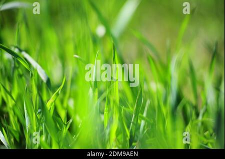 struttura dell'erba Foto Stock