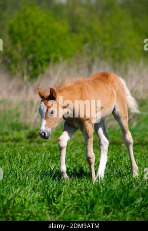 Foal che pasce Foto Stock