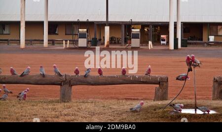 Galahs (Cacatua rosiecapilla) appollaiato su una recinzione di legno in attesa del loro turno di bere ad un pozze, Tilmouth well Roadhouse, Tanami Road, NT. Foto Stock