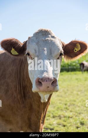 Mucca casearia su pascolo - Portrait bestiame Simmental Foto Stock