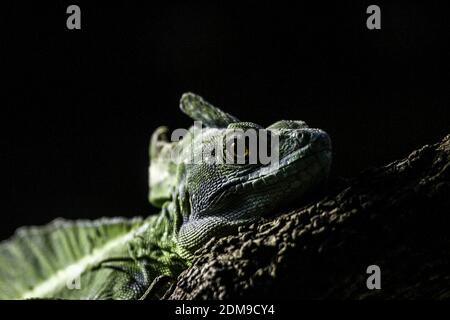 ritratto di iguana con sfondo nero Foto Stock