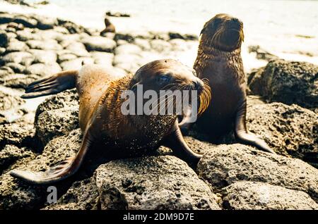 Due giovani cuccioli di foche sulla North Seymour Island Galapagos. Foto Stock