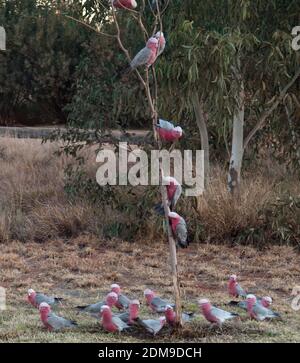 Galahs (Cacatua rosiecapilla) appollaiato su un piccolo eucalipto che sapling a Tilmouth Well Roadhouse sulla Tanami Road, NT. Foto Stock