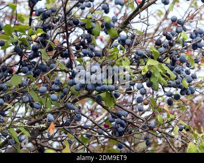 Mature Blue Sloes Hanging in UN Bush lento, autunno Foto Stock