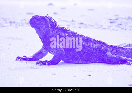 Galapagos Marine Iguana su Santa Cruz Galapagos con l'Iguana in viola. Foto Stock