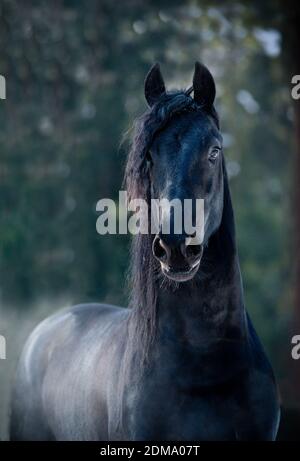 Frisone stallone Foto Stock