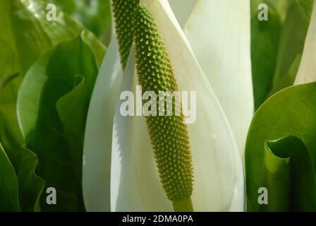 Fiori di cavolo bianco Skunk, conosciuto anche come Lysichiton camtschatcensis Foto Stock