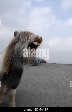Pony di Dartmoor, sbadigli Foto Stock