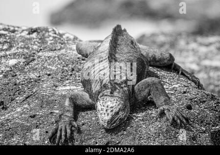 Galapagos Marine Iguana su Santa Cruz Galapagos. Foto Stock