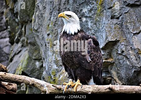 American Eagle appollaiato su un tronco morto con una scogliera sullo sfondo Foto Stock