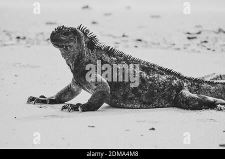 Galapagos Marine Iguana su Santa Cruz Galapagos. Foto Stock