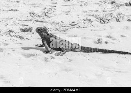 Galapagos Marine Iguana su Santa Cruz Galapagos. Foto Stock