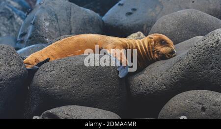 Cute Baby Seal dormire su una grande spiaggia rocciosa Foto Stock