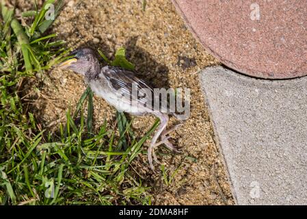 Dead Sparrow on the Ground - uccello spinto fuori Il Nido Foto Stock