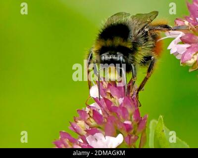 Bumblebee con coda rossa sul fiore di Oregano Foto Stock