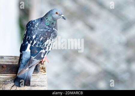 Pigeon seduto sulla parte di legno del tetto. Foto Stock