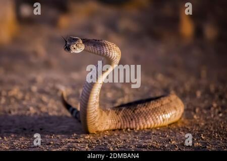 Western Diamondback rattlesnake in una posizione difensiva S alta con lingua fuori su strada sterrata in Arizona. Foto Stock