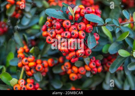 Red Palm Berries a Palm Springs, California Foto Stock