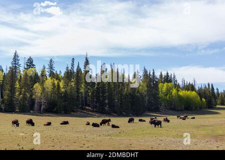 Bison in a meadow in Arizona with green trees  Stock Photo