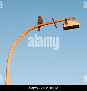 Un giovane Black Kite (Milvus migrans) appollaiato su un lampione su Derby Jetty all'alba, West Kimberley, Australia occidentale. Foto Stock