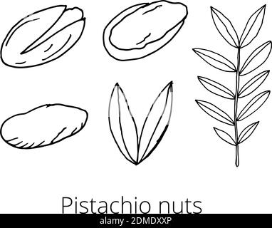 Set di dadi su fondo bianco isolato. Pistacchi, interi e sbucciati, le foglie. Doodles disegnati a mano. Illustrazione vettoriale Illustrazione Vettoriale