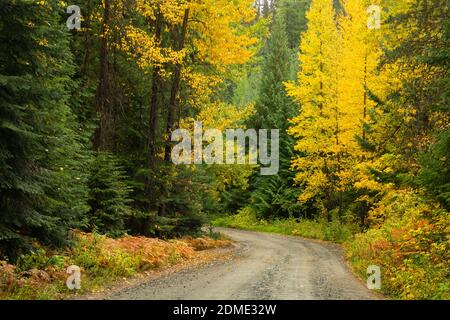 WA18761-00...WASHINGTON - un giorno d'autunno piovoso lungo la Icicle Creek Road nella Wenatchee National Forest. Foto Stock