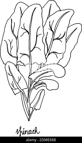 Spicy herbs are grown in the garden. Spinach. Vector illustration is drawn by hand. Doodle style. Stock Vector