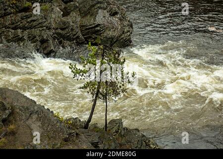 WA18781-00...WASHINGTON - Icicle Creek scorre intorno ad una grande roccia al Rock Island Campground nella Wenatchee National Forest. Foto Stock